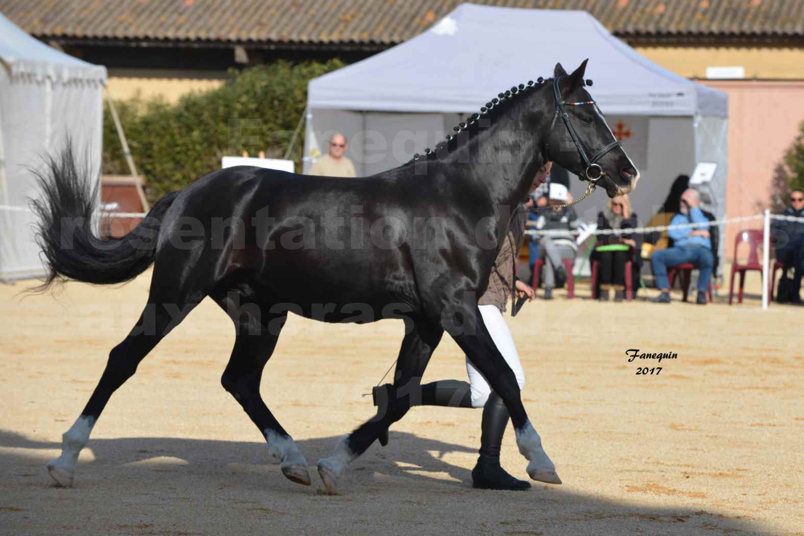 Présentation d’Étalons aux Haras d'UZES - Présentation en main - VOLUPTO DES BOURDONS - 2