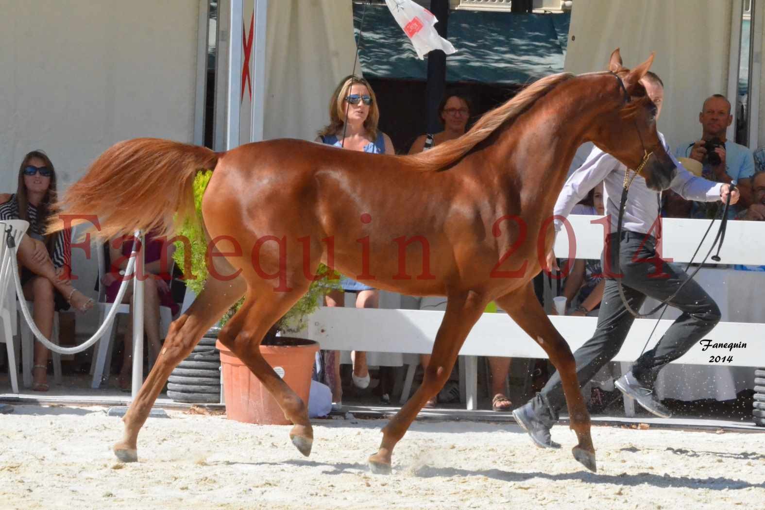 Concours National de Nîmes de chevaux ARABES 2014 - TALISMA KALLISTE - 1