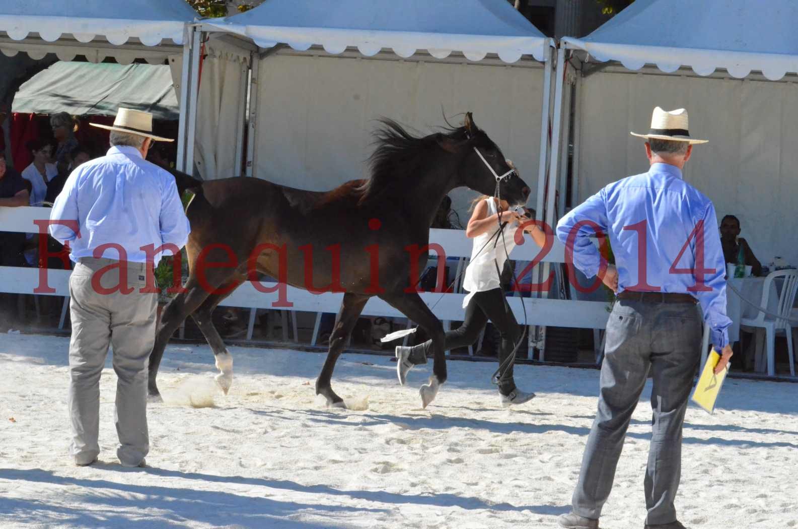 Concours National de Nîmes de chevaux ARABES 2014 - Sélection - Portraits - BALTYK DE CHAUMONT - 09