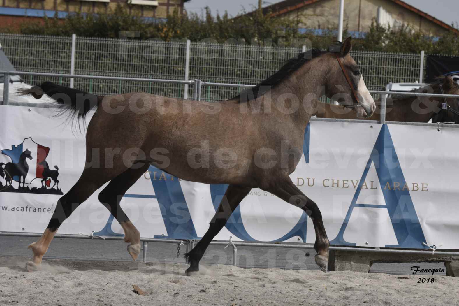 Concours d'élevage de Chevaux Arabes - D. S. A. - A. A. - ALBI les 6 & 7 Avril 2018 - FLORIA DU PUECH - Notre Sélection 09