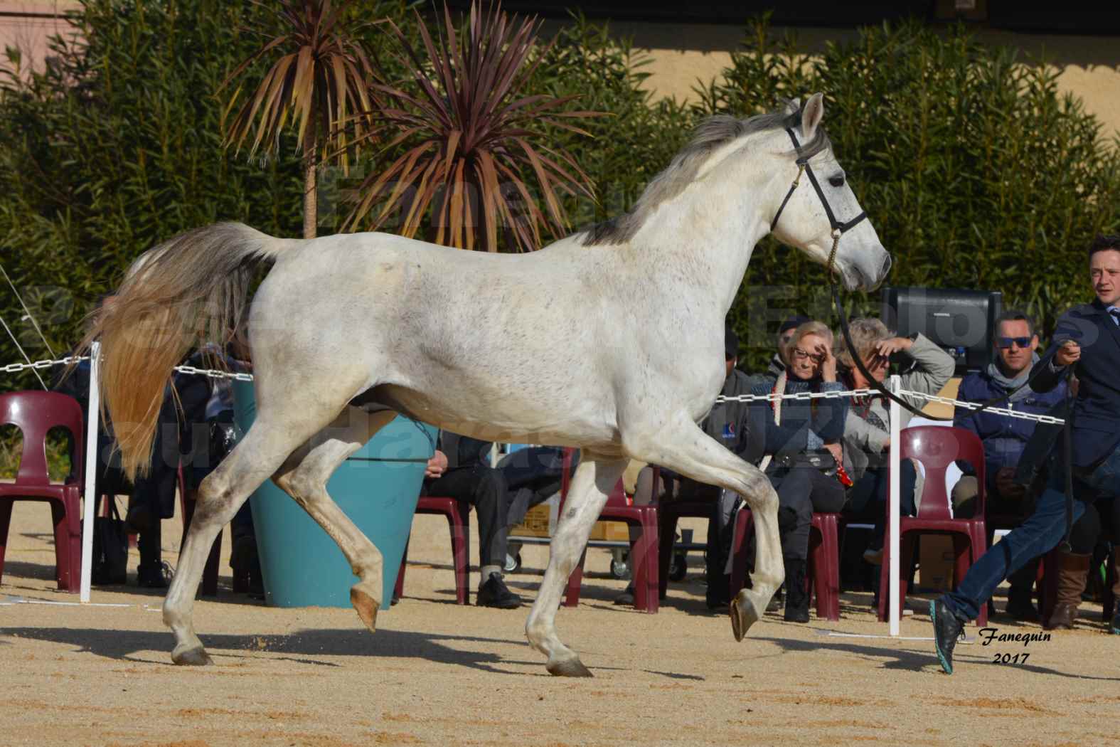 Présentation d’Étalons aux Haras d'UZES - AFTER DE SAULARIE - 4