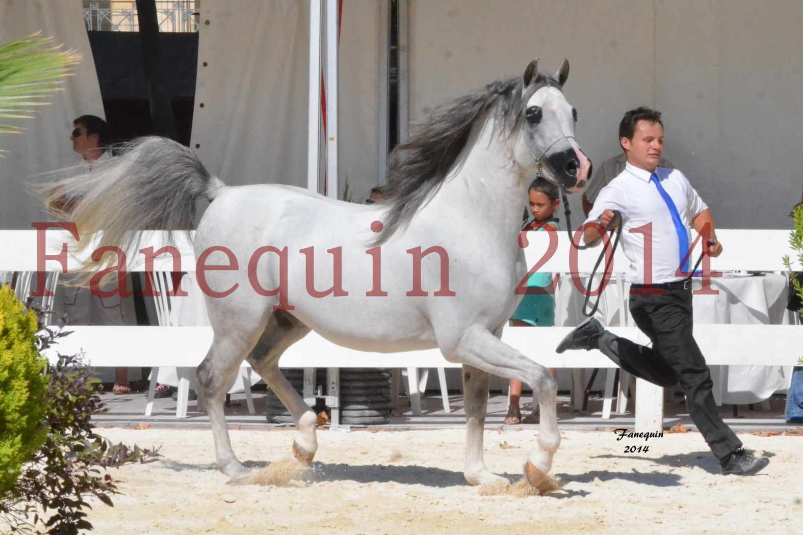 Concours National de Nîmes de chevaux ARABES 2014 - Notre Sélection - SHAOLIN DE NEDJAIA - 03