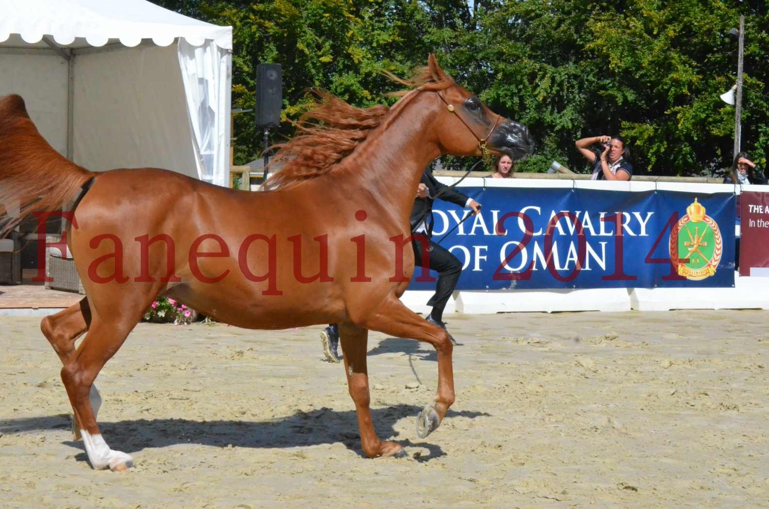 ﻿CHAMPIONNAT DE FRANCE 2014 A POMPADOUR - Sélection - KINSHASA JA - 32