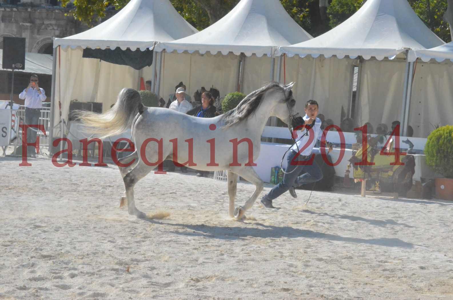 Concours National de Nîmes de chevaux ARABES 2014 - Championnat - SHAOLIN DE NEDJAIA - 11