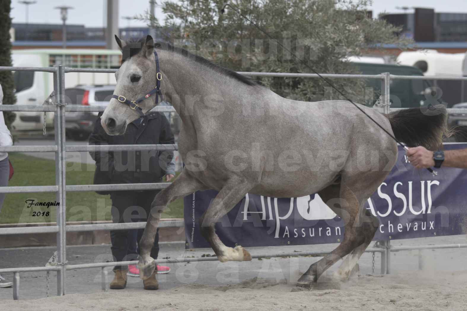 Concours d'élevage de Chevaux Arabes - D. S. A. - A. A. - ALBI les 6 & 7 Avril 2018 - FESIHAMKA ARTAGNAN - Notre Sélection - 9