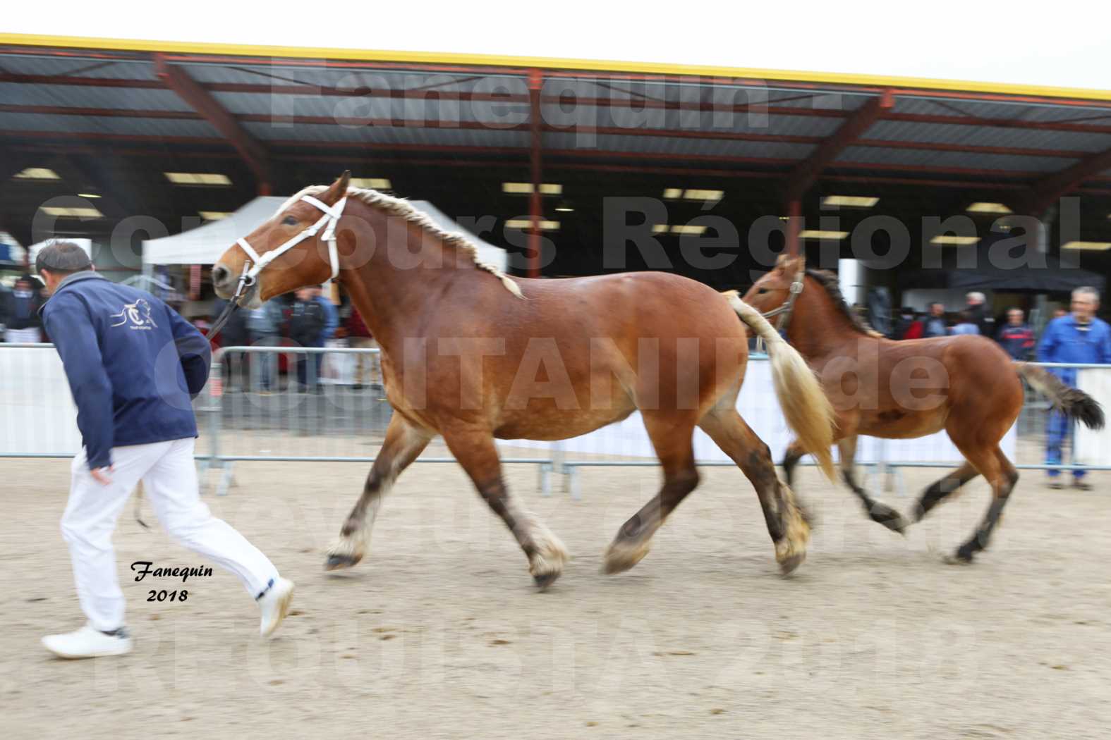 Concours Régional OCCITANIE de chevaux de traits à REQUISTA - DIANE DE GRILLOLES - 3