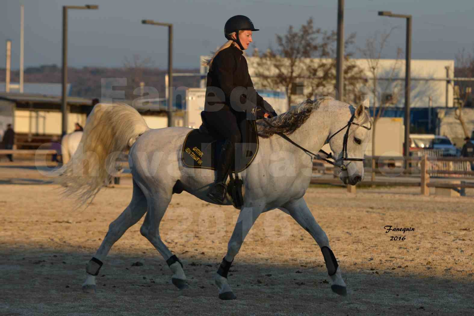 Cheval Passion 2016 - Présentation extérieure de chevaux Arabes montés - 23