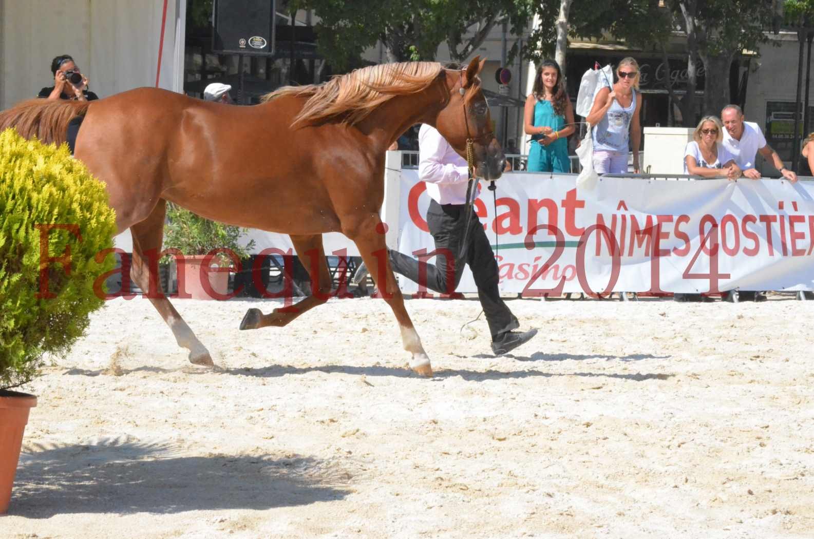 Concours National de Nîmes de chevaux ARABES 2014 - Championnat - MASSAI DE BARREL - 27