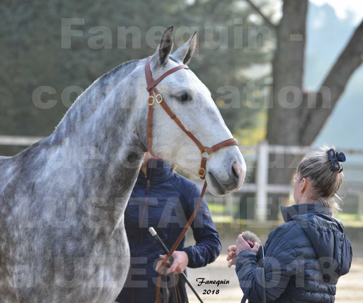 Confirmation de chevaux LUSITANIENS aux Haras d'UZES Novembre 2018 - JANIA SAINT SAUVEUR - Portraits - 1