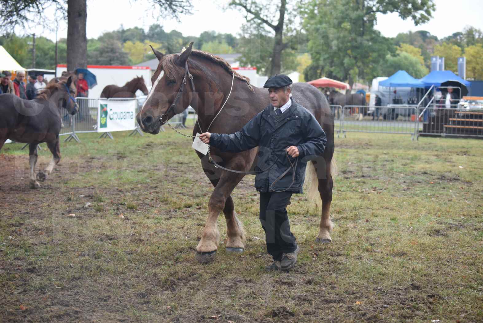 Concours Régional de chevaux de traits en 2017 - Jument Suitée - Trait BRETON - URIELLE DE LA MARGUE - 26