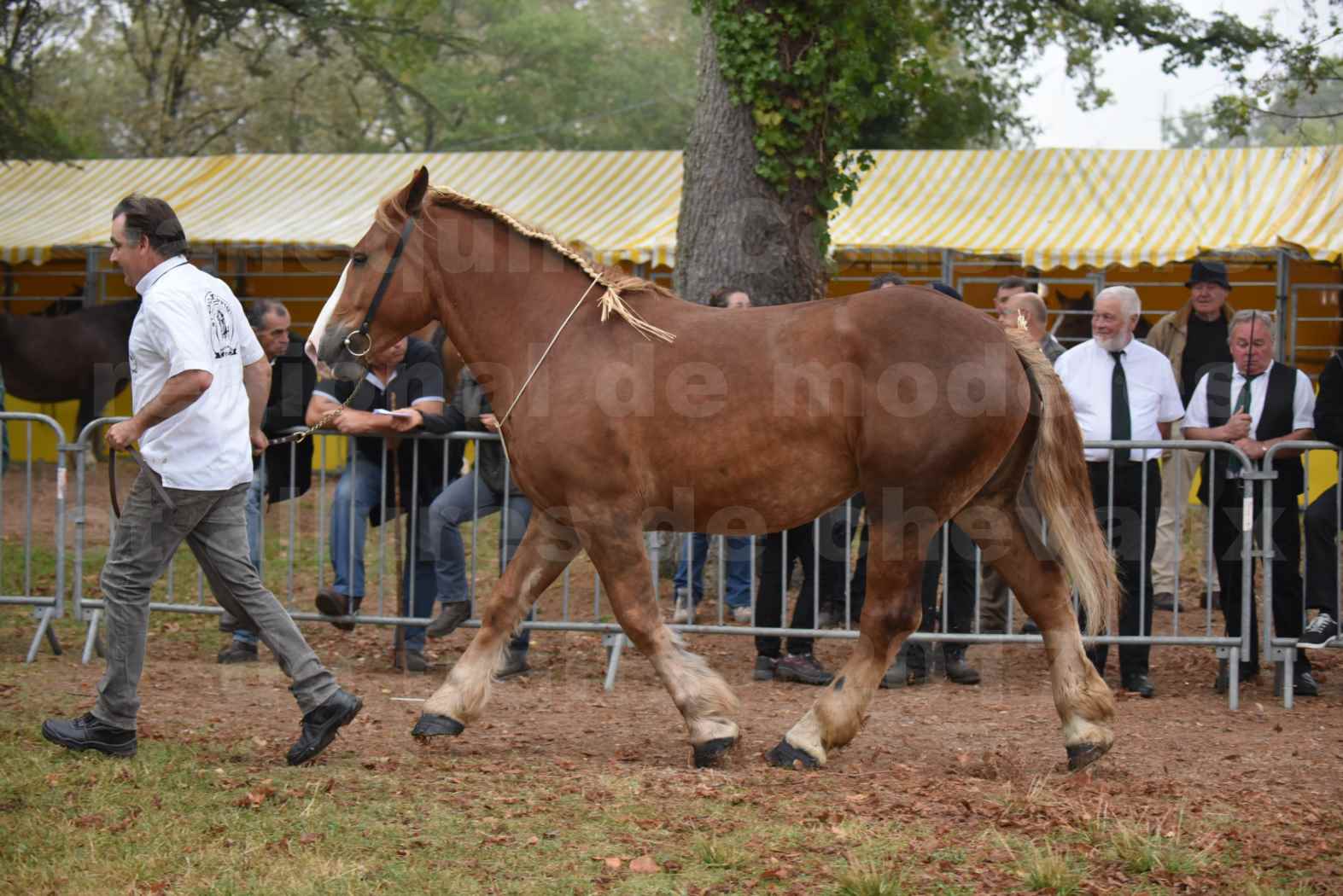 Concours Régional de chevaux de traits en 2017 - Trait BRETON - FLICKA 26 - 26