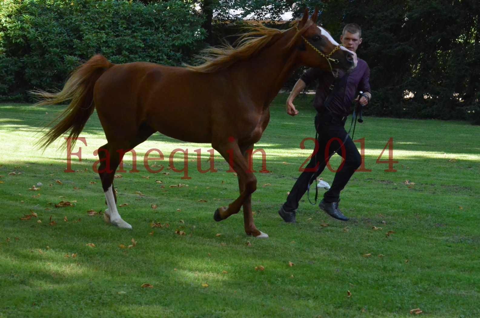 Championnat de FRANCE 2014 - Amateurs - SELECTO IBN SAMAWI - 121