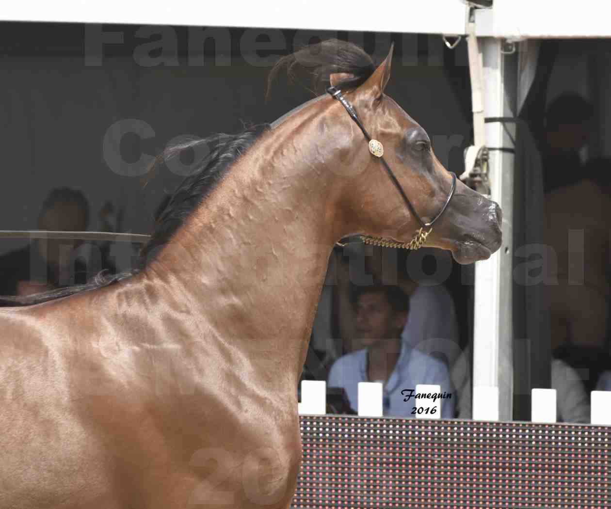 Championnat du pur-sang arabe de la Méditerranée et des pays arabes - MENTON 2016 - GHAZWAN AL JASSIMYA - Notre Sélection - Portraits - 5