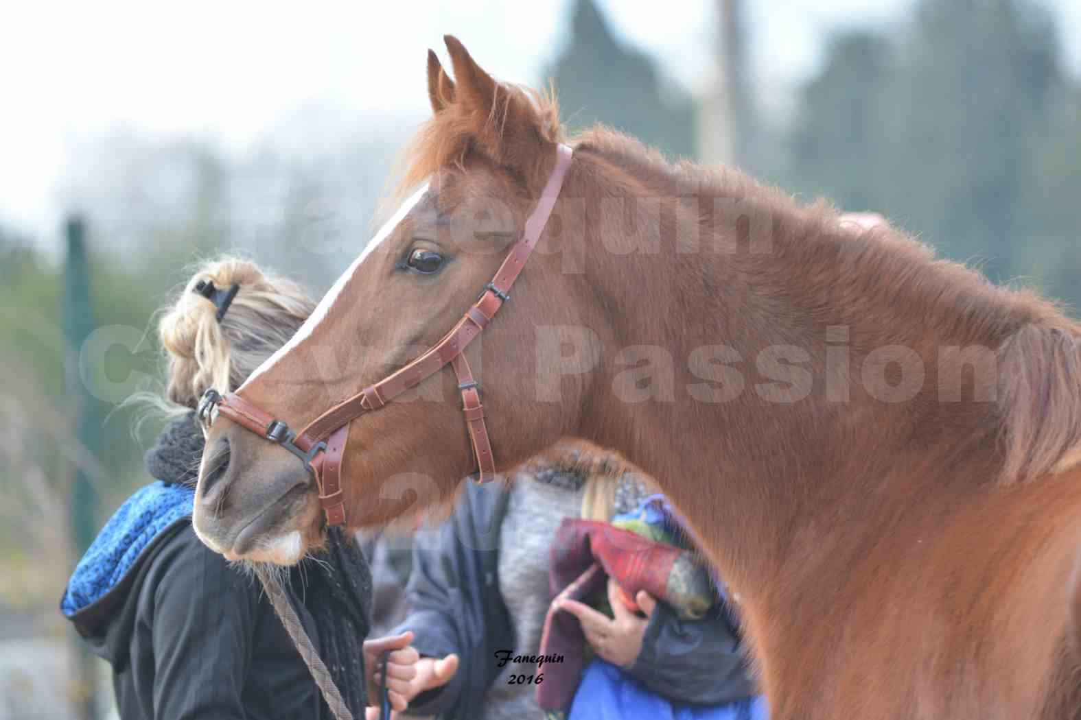 Cheval Passion 2016 - Portraits de Chevaux Arabes - élevage EL MAGLEP ARABIANS - 2