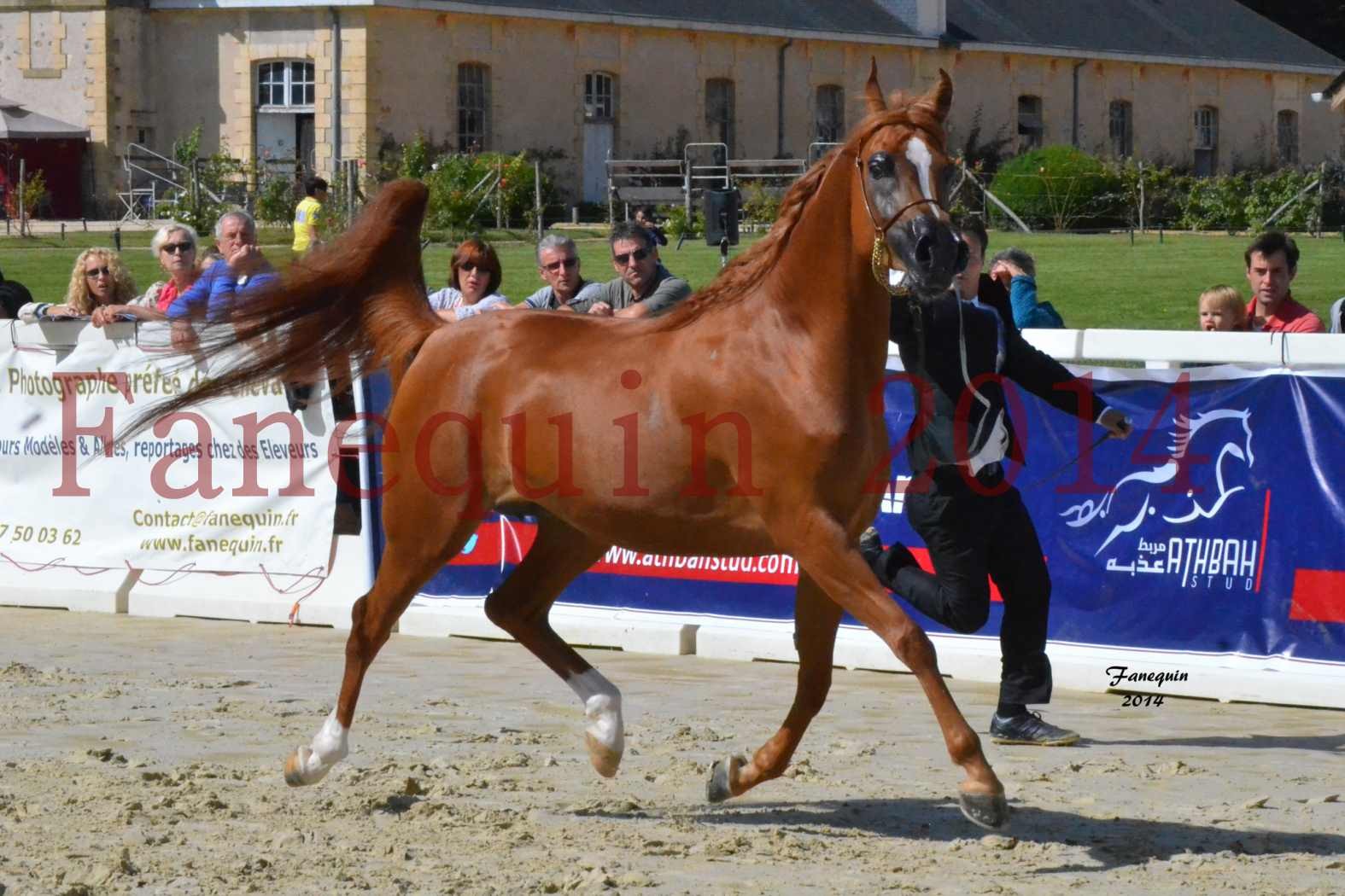 ﻿CHAMPIONNAT DE FRANCE 2014 A POMPADOUR - Notre Sélection - KINSHASA JA - 02