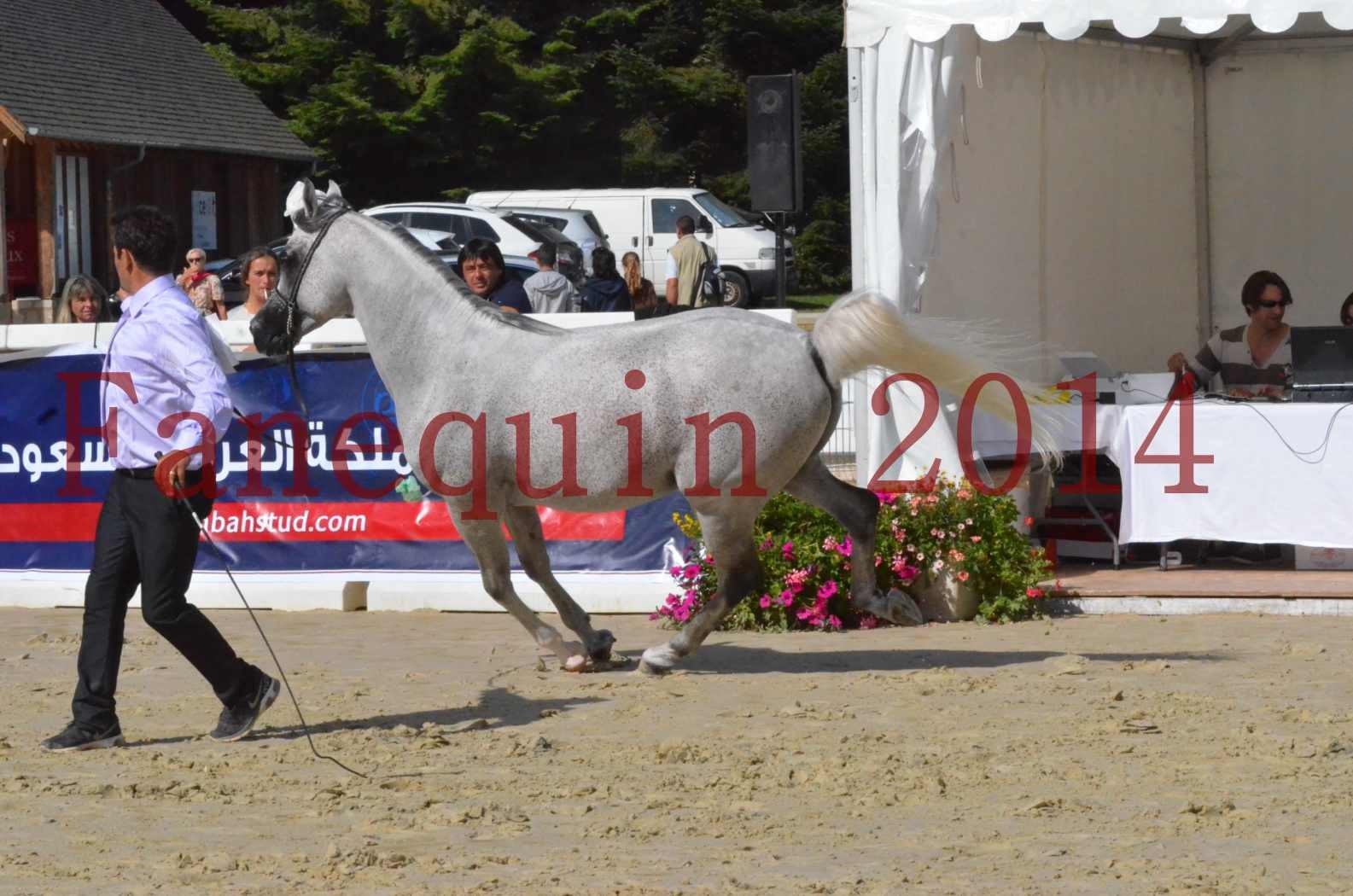 CHAMPIONNAT DE FRANCE  2014 A POMPADOUR - Sélection - SHEYK DE GARGASSAN - 12