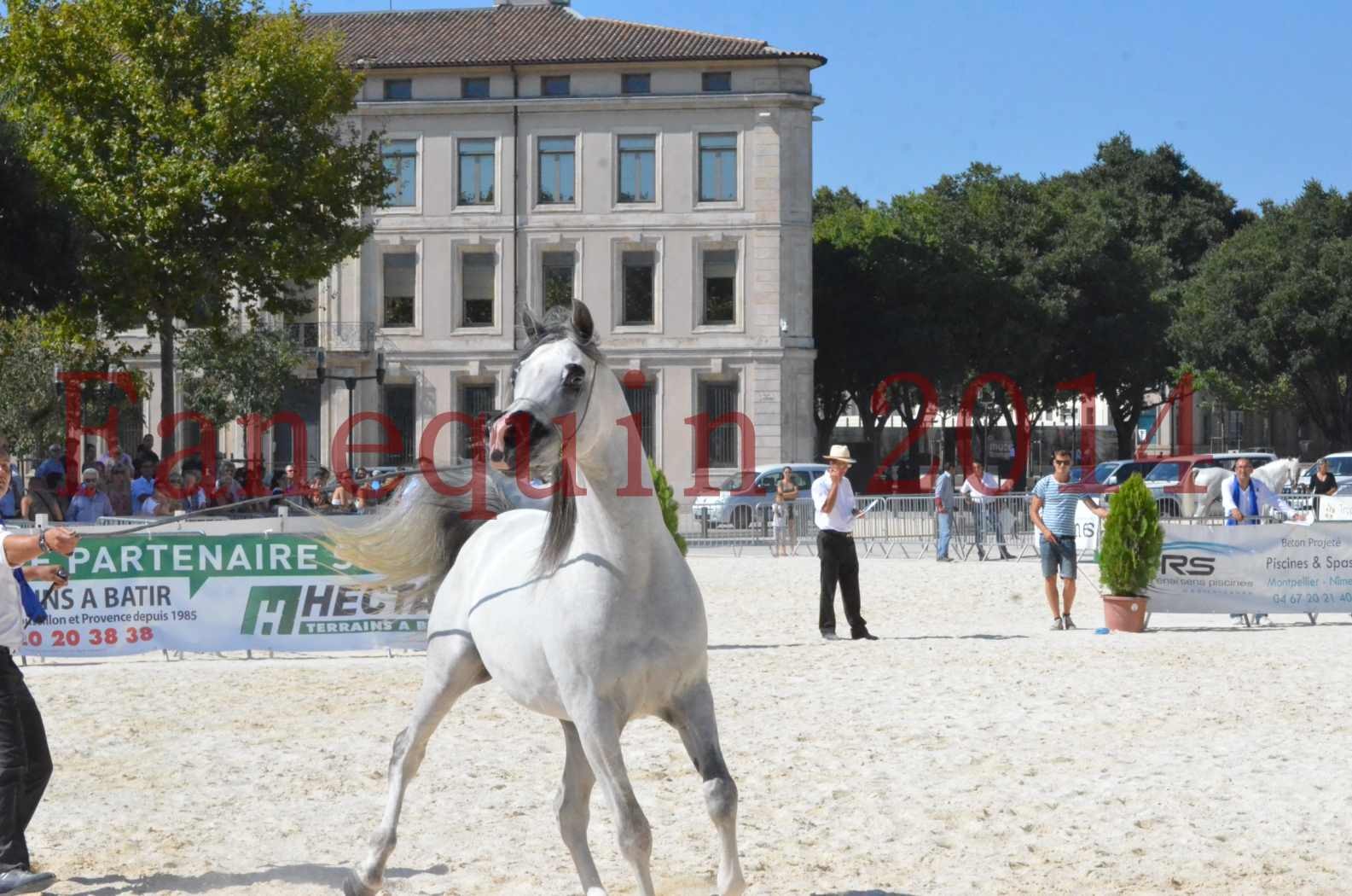 Concours National de Nîmes de chevaux ARABES 2014 - Sélection - SHAOLIN DE NEDJAIA - 57