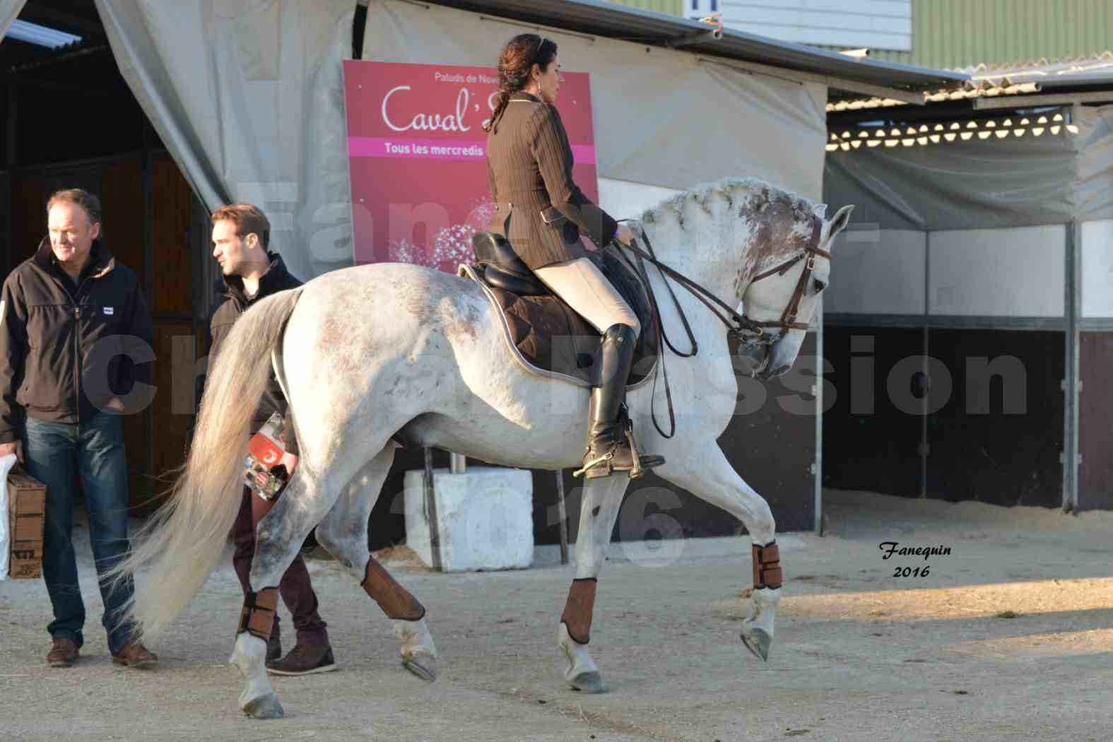 Cheval Passion 2016 - Présentation des LUSITANIENS - Échauffement extérieur -  9