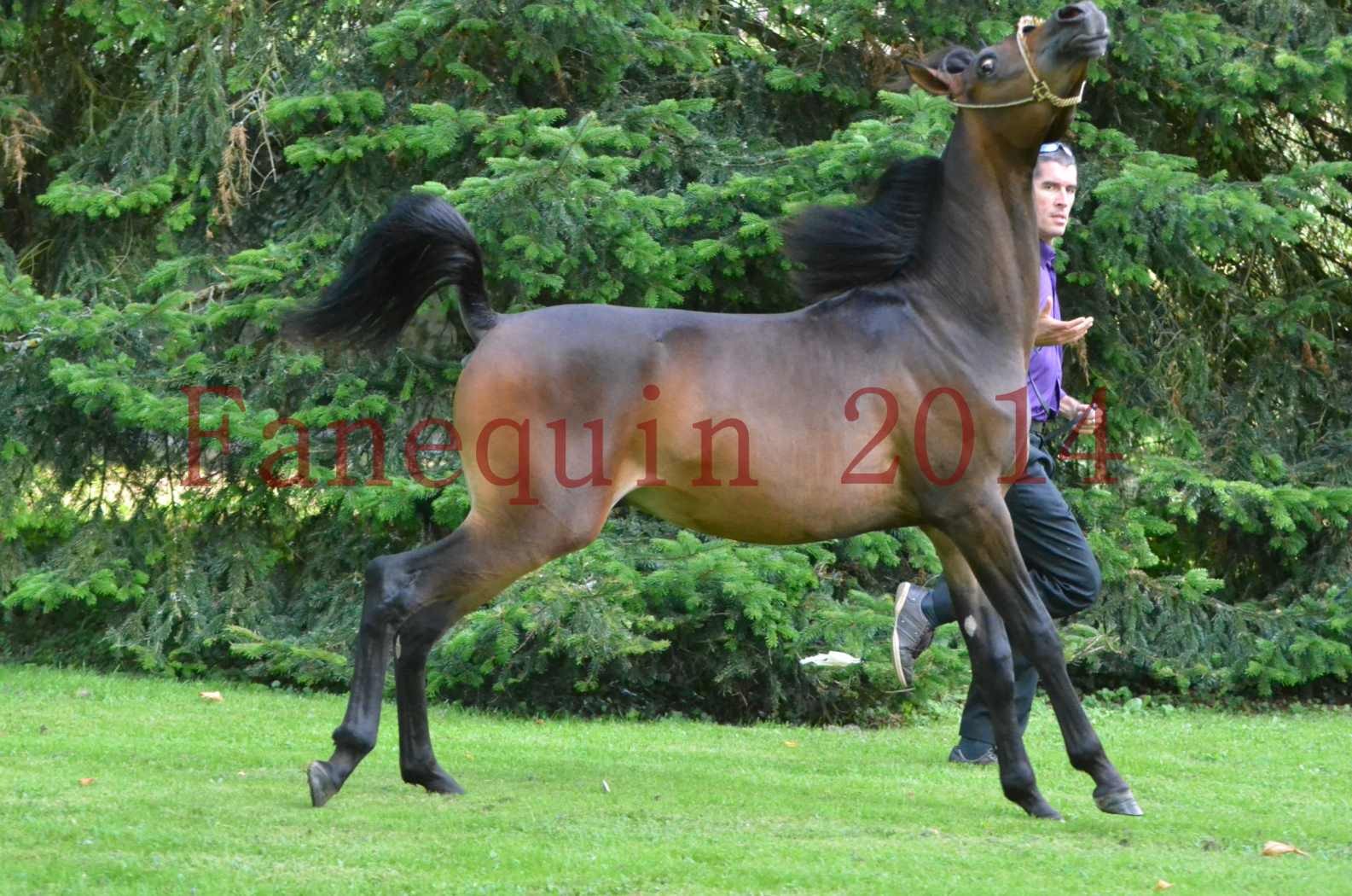 Championnat de FRANCE 2014 - Amateurs - SH FARAJAA - 86