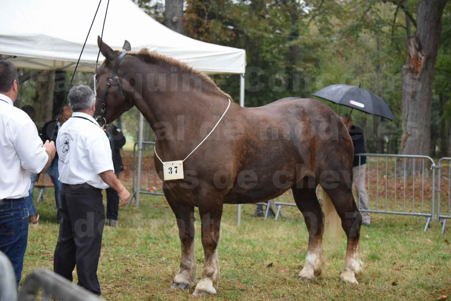 Concours Régional de chevaux de traits en 2017 - Trait BRETON - ELENNE DE TOU FOLL - 01