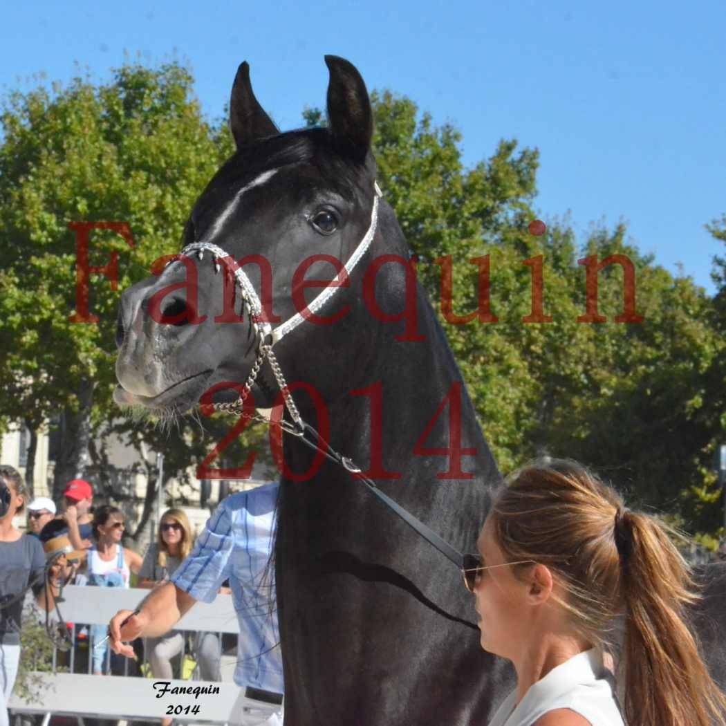 Concours National de Nîmes de chevaux ARABES 2014 - Notre Sélection - Portraits - BALTYK DE CHAUMONT - 4