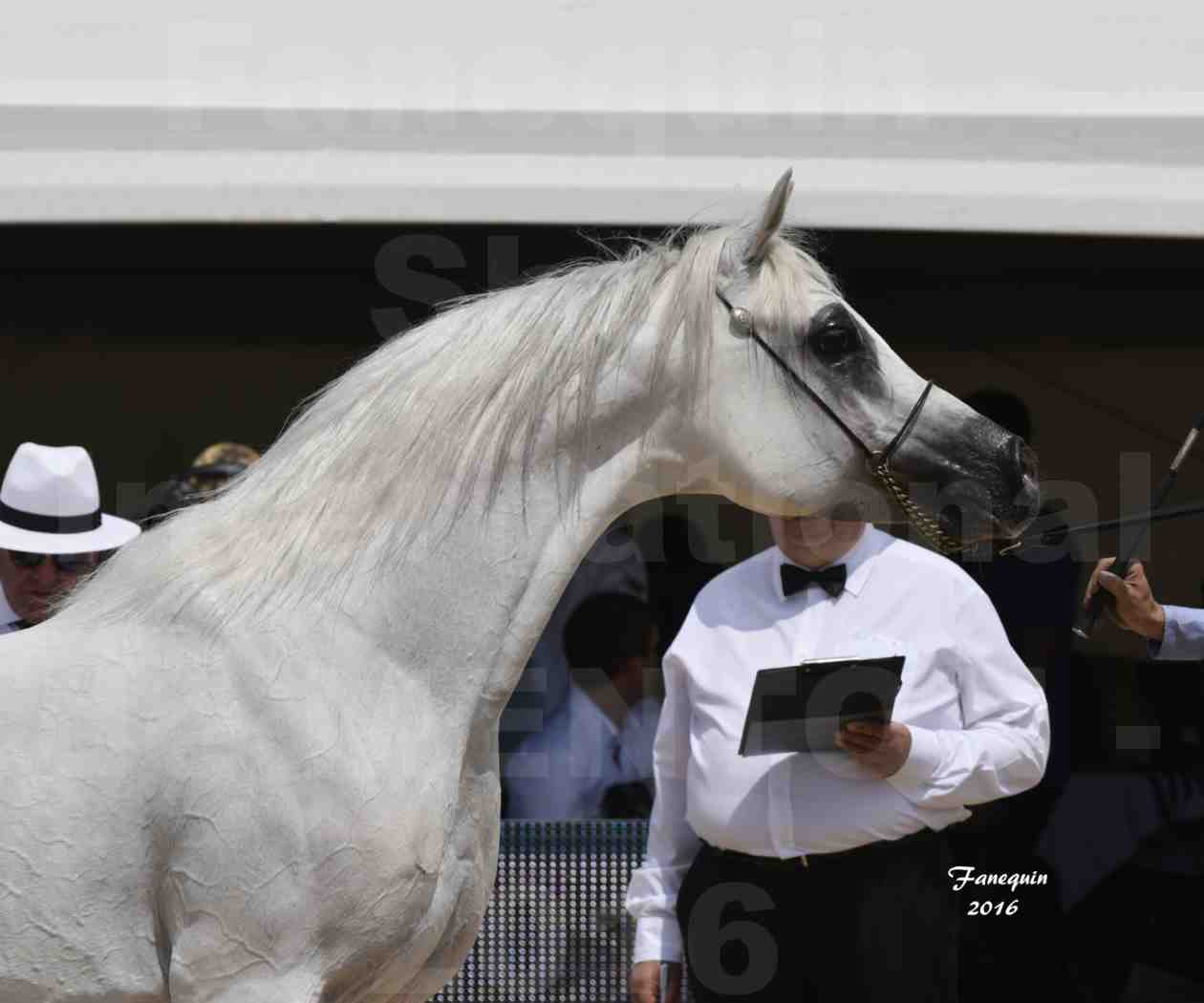 Championnat du Pur Sang Arabe de la Méditerranée et des pays Arabes - MENTON 2016 - RASWAN DE GARGASSAN - Notre Sélection - Portraits - 6