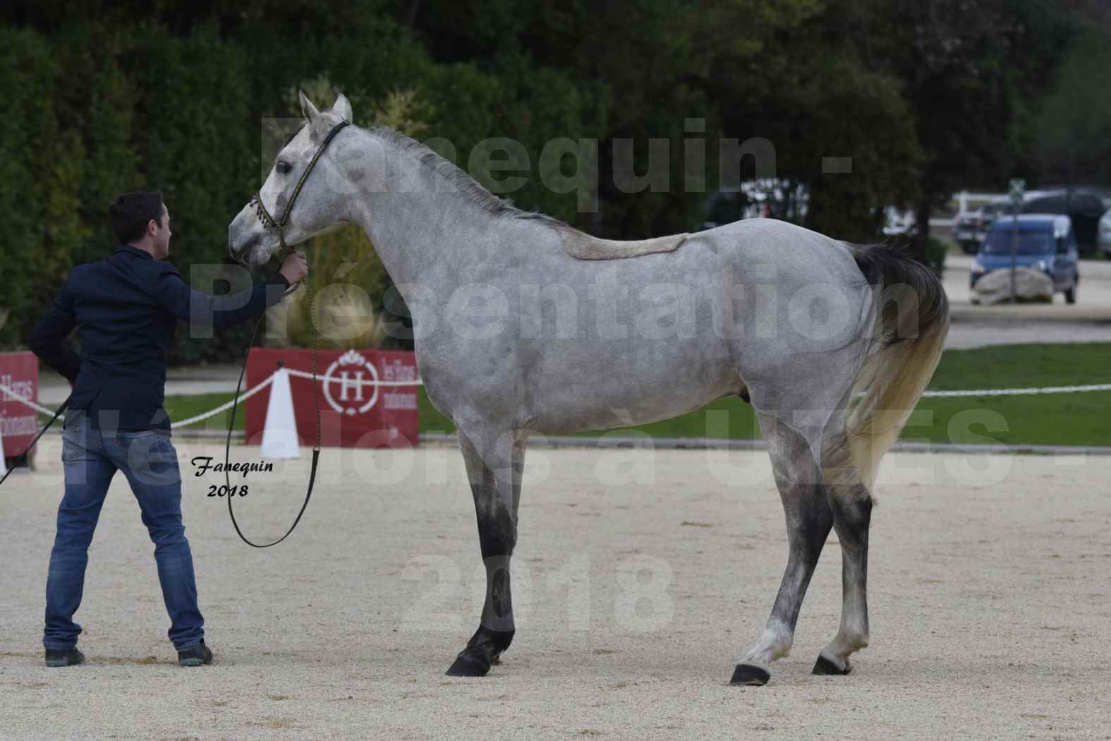 Présentation d’Étalons au Haras d'UZES 2018 - EXCALIBUR LARZAC - notre sélection - en main - 4