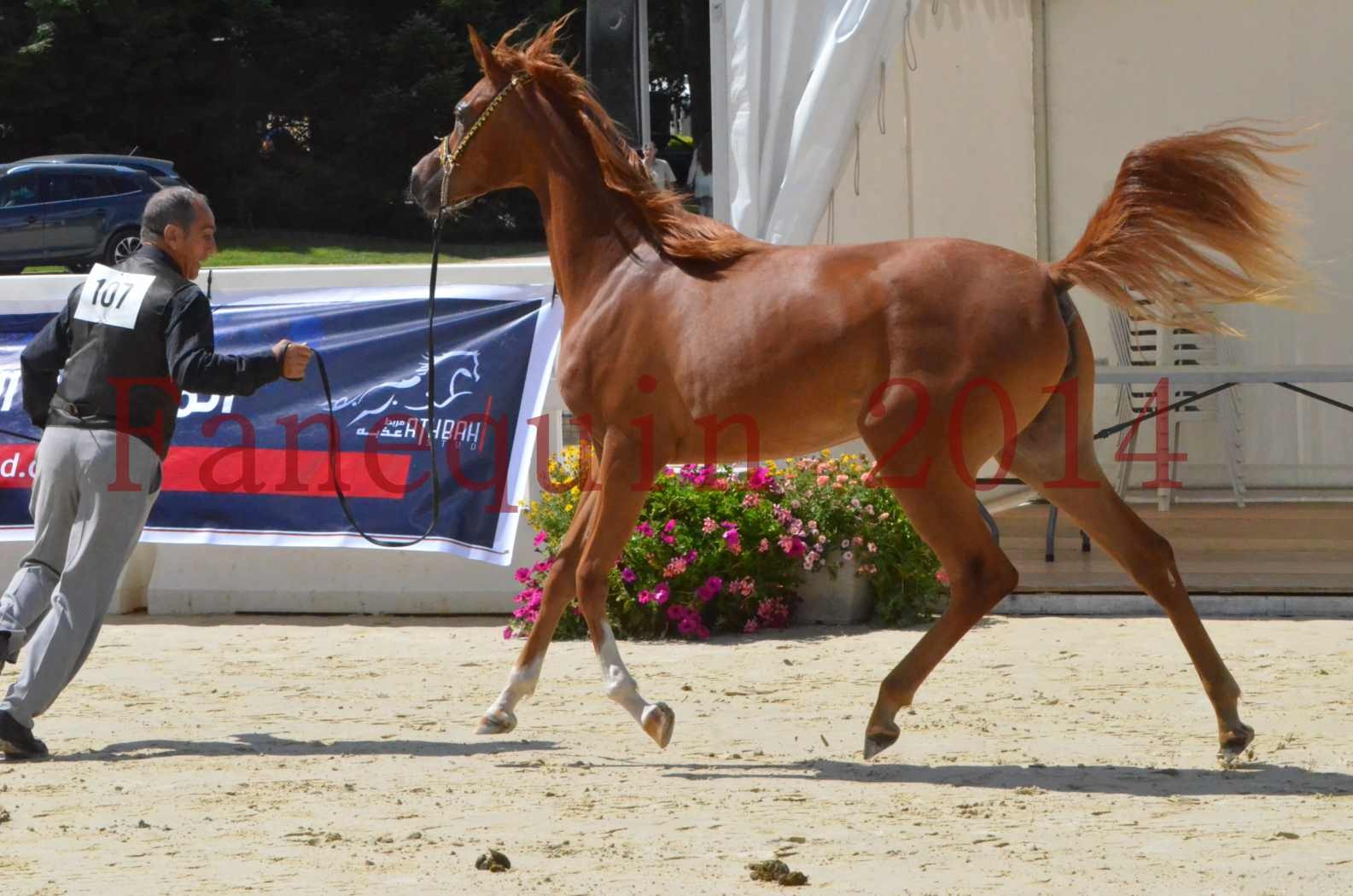 Championnat de FRANCE 2014 - Amateurs - SH CALLAS BINT ARMANI - 11