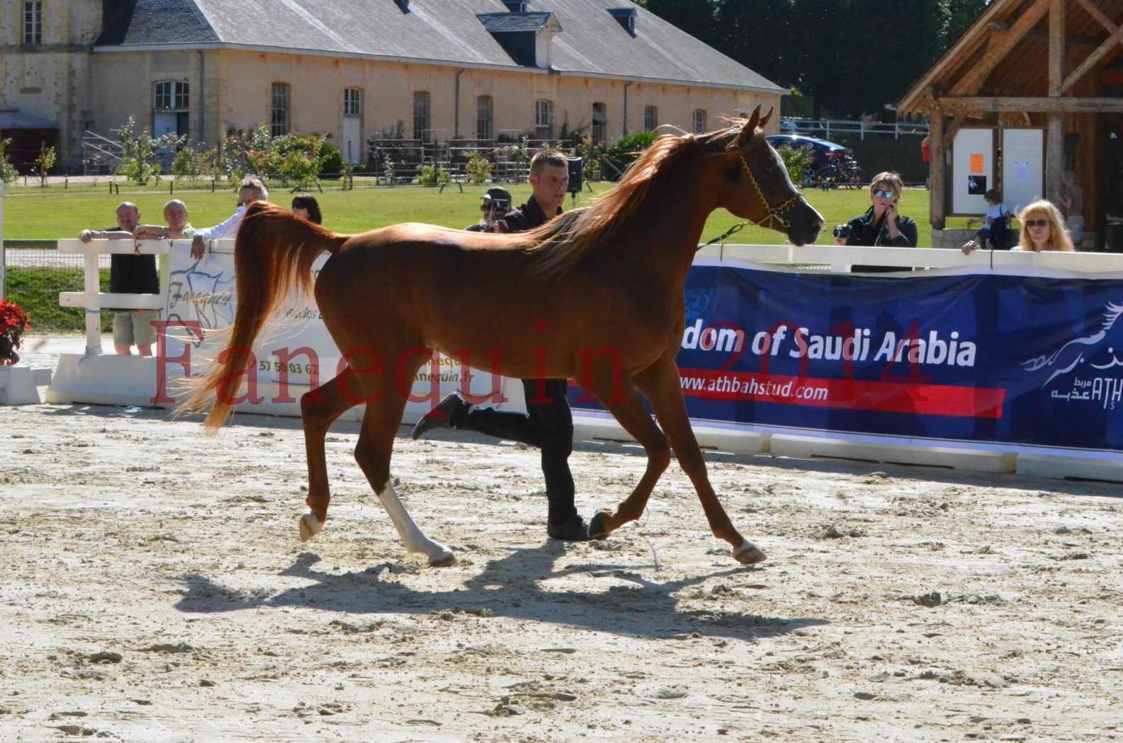 Championnat de FRANCE 2014 - Amateurs - SELECTO IBN SAMAWI - 009