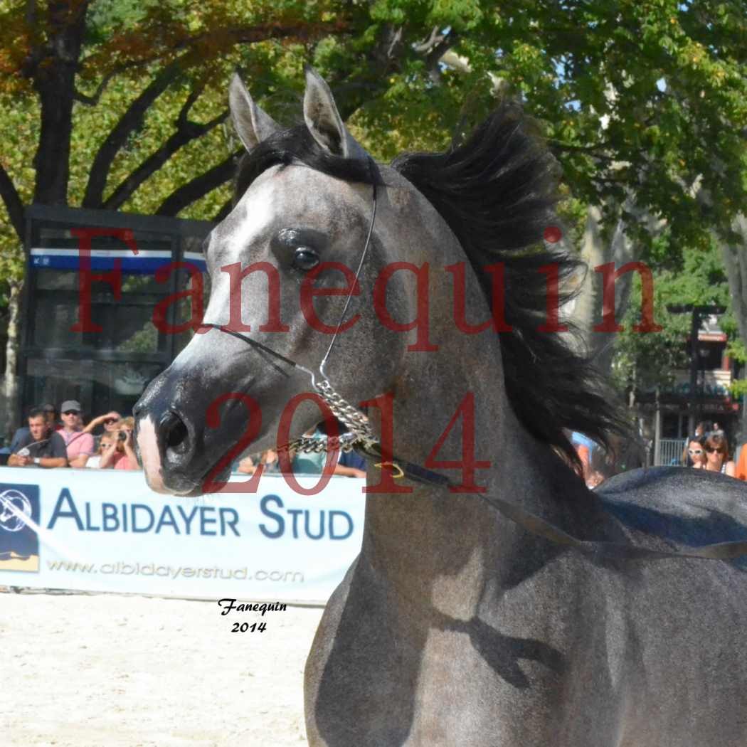 Concours National de Nîmes de chevaux ARABES 2014 - Notre Sélection - Portraits - JOSEPH'S BOUZIOLS - 04