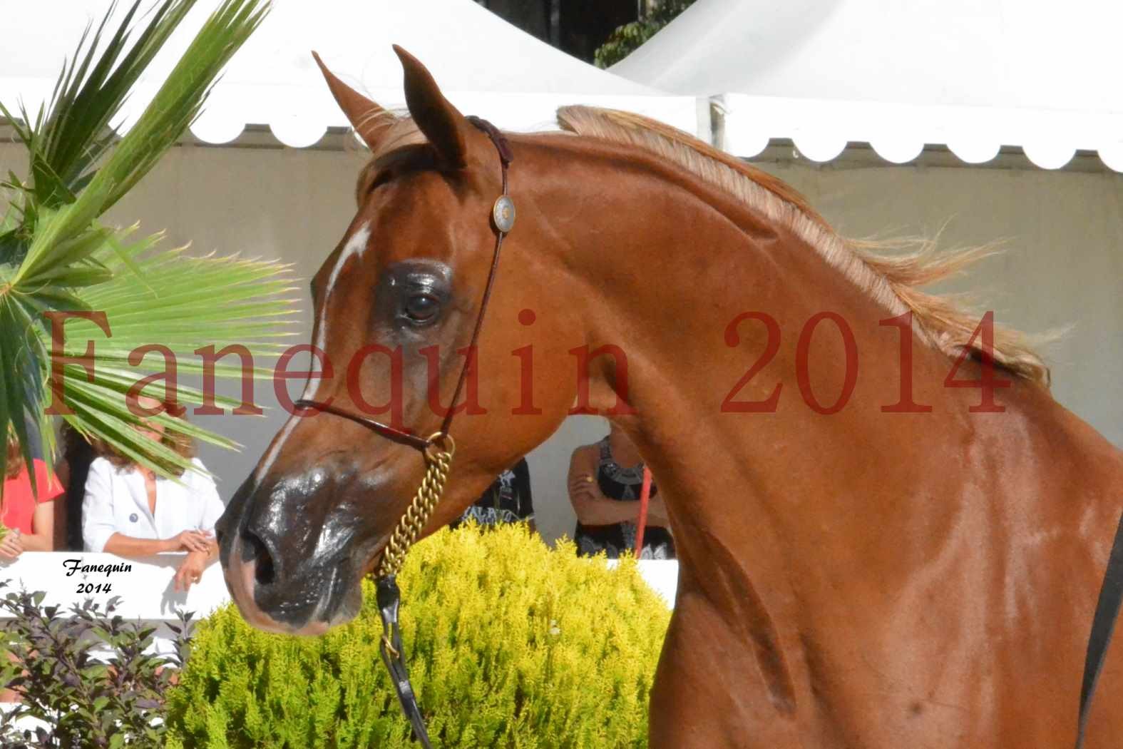 Concours National de Nîmes de chevaux ARABES 2014 - Notre Sélection - Portraits - MASSAI DE BARREL - 1