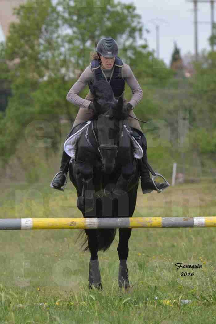 Elevage ARABOFRISON de Noémie CHARNAY - Étalon ARABOFRISON - ARDAN DU BELIER - 11