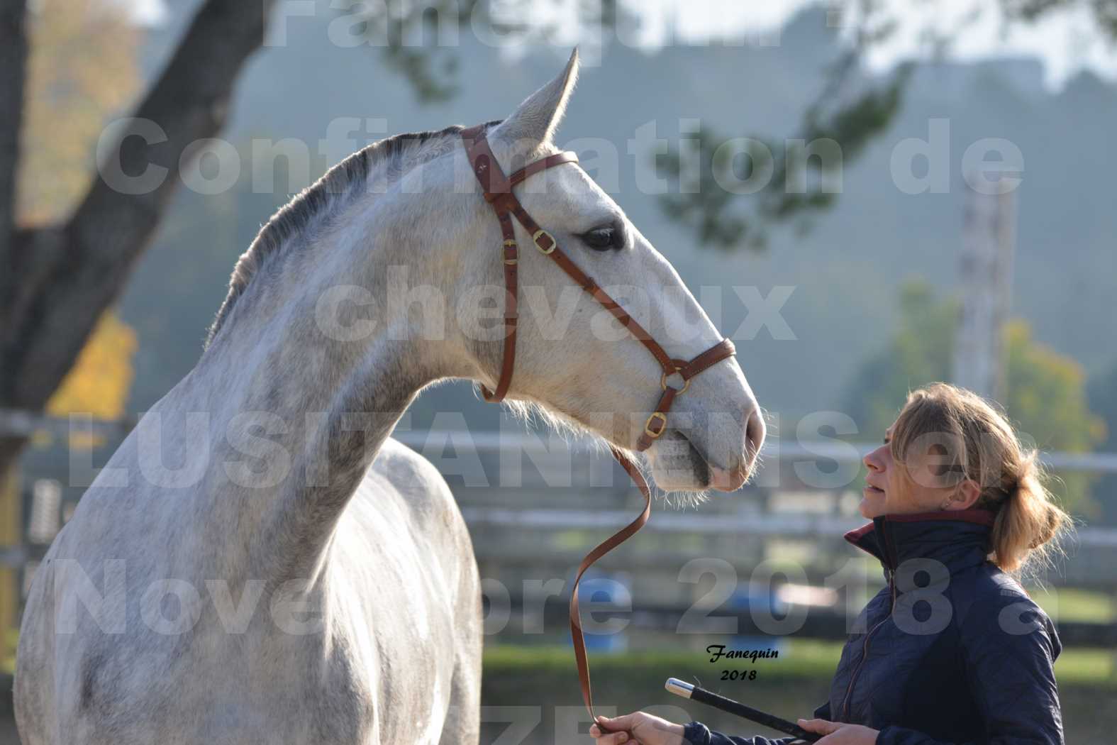 Confirmation de chevaux LUSITANIENS aux Haras d'UZES Novembre 2018 - LUTECE DU CASTEL - Portraits - 4