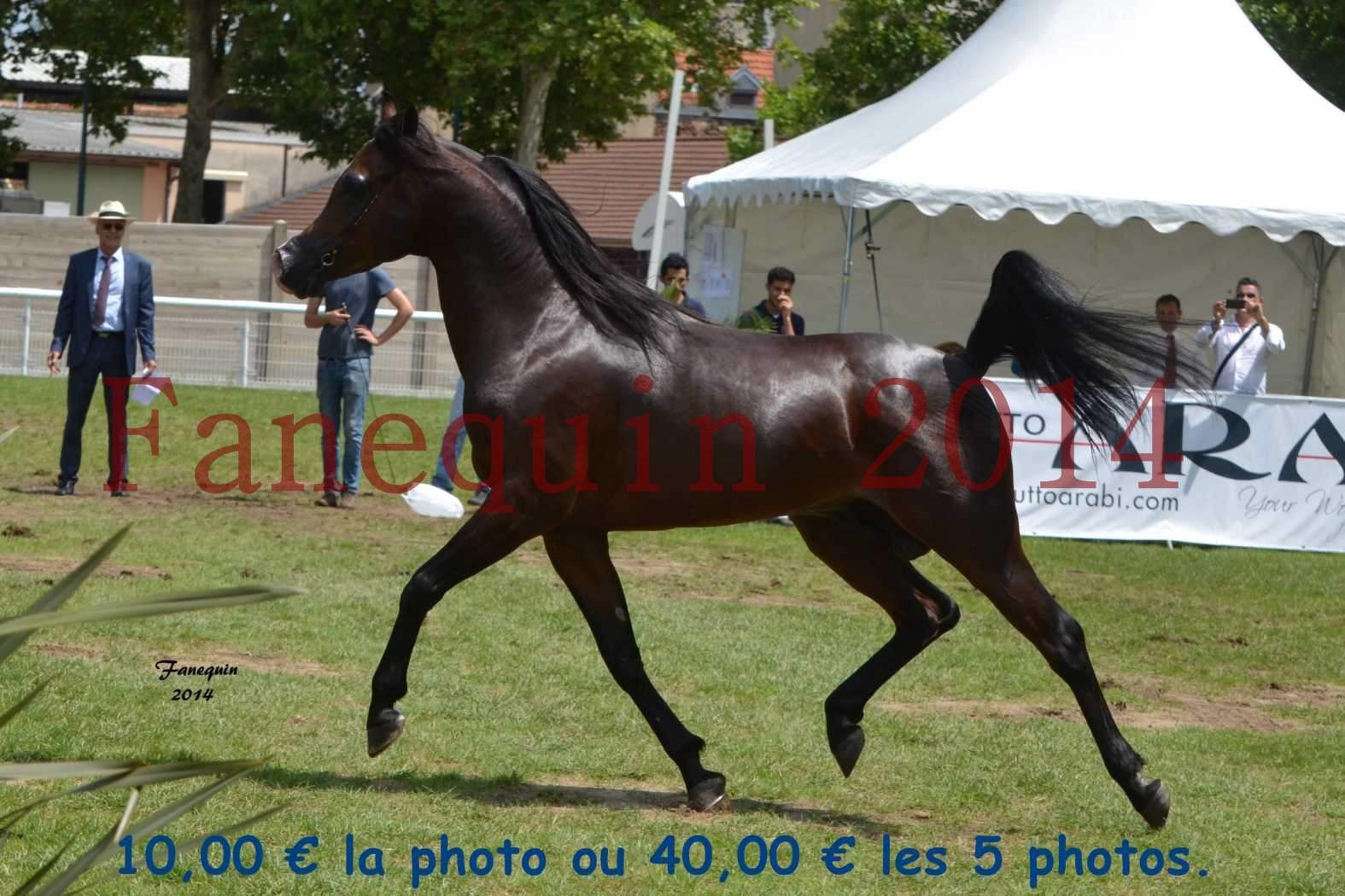 Parade des étalons - KANZ ALBIDAYER - en mouvement - 11