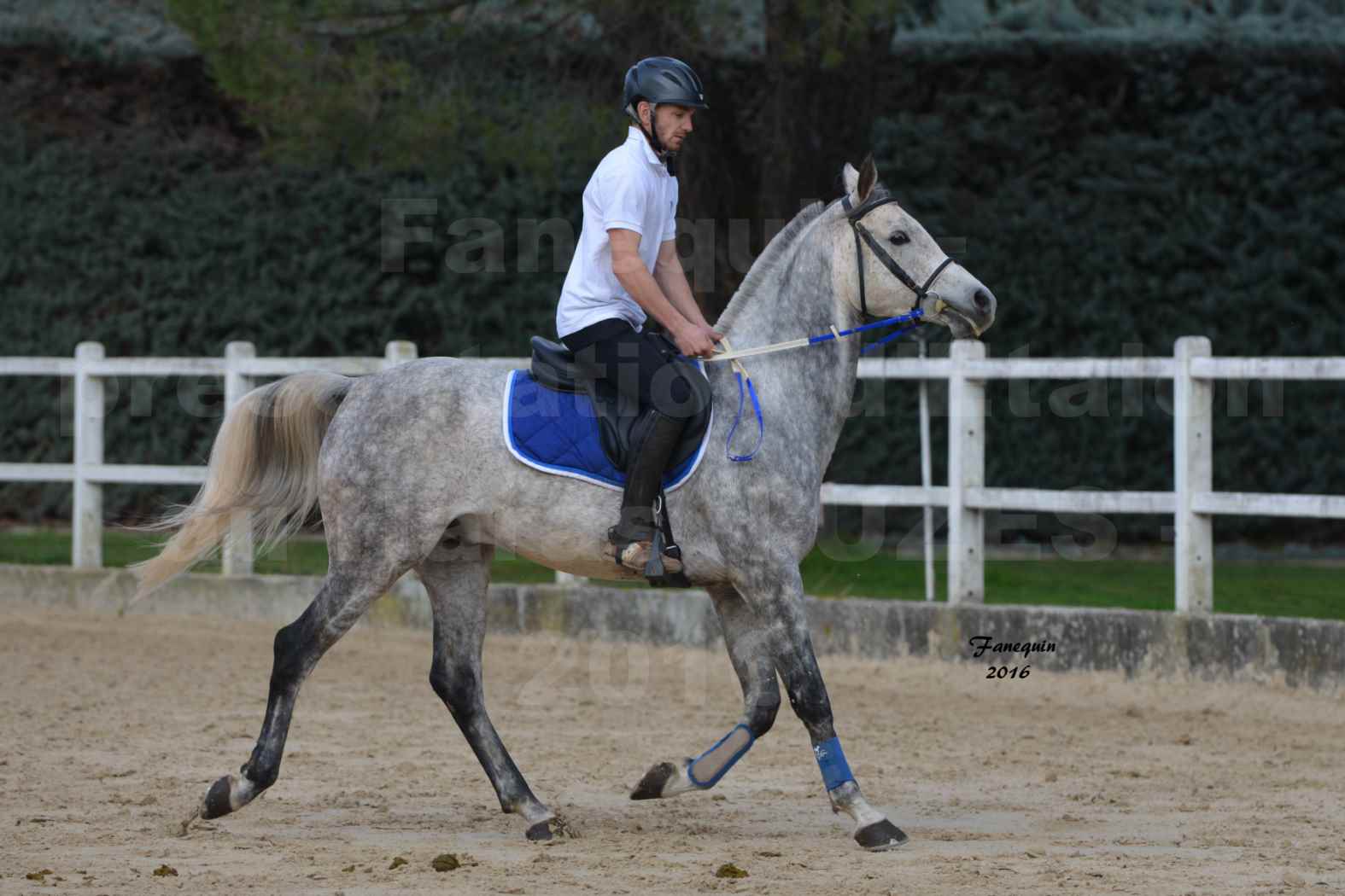 Présentation d’Étalons aux Haras d'UZES en 2016 - Présentation monté - UMAR D'ALENTHUN - 2