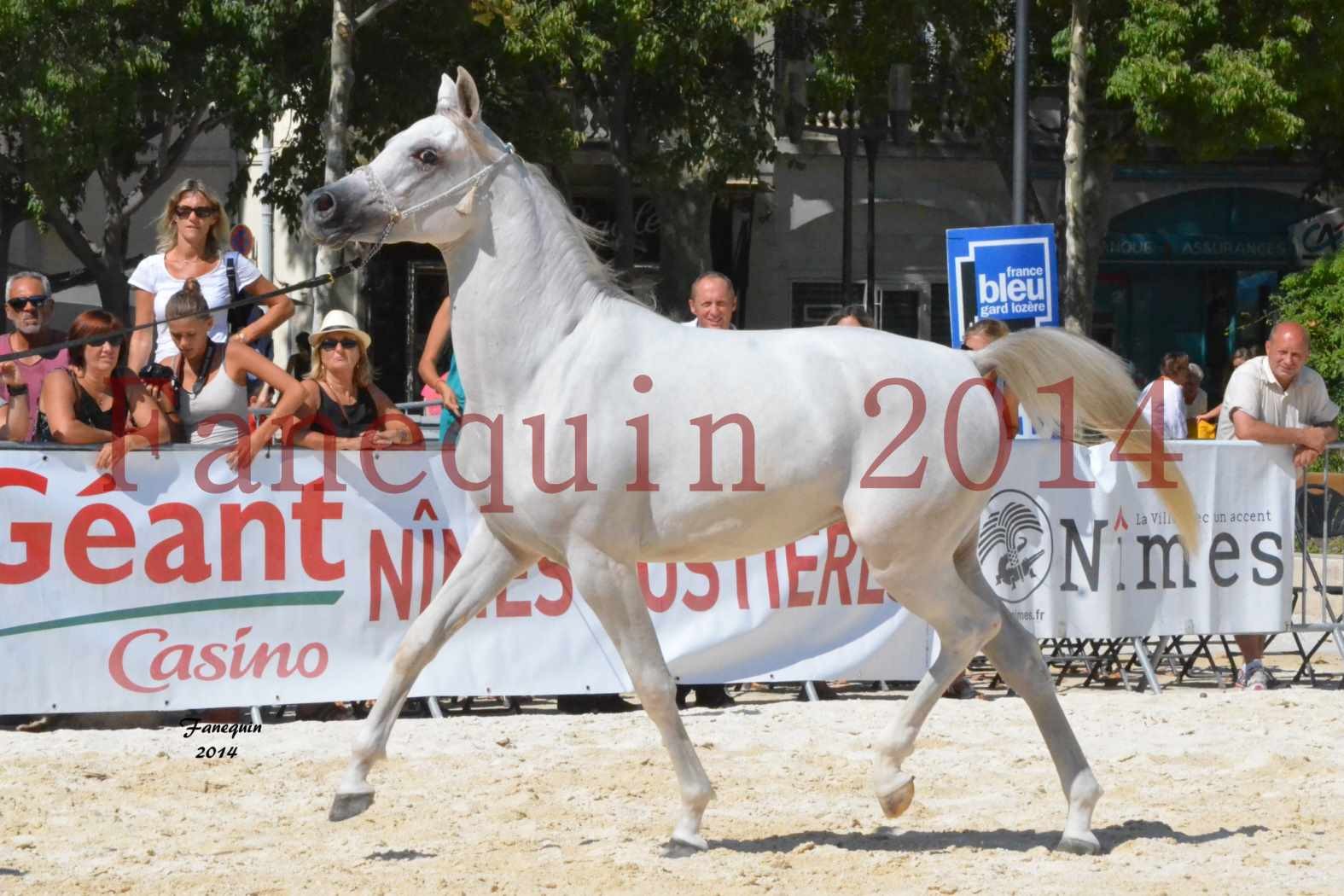 Concours National de Nîmes de chevaux ARABES 2014 - ENVY ETERNITY - 03