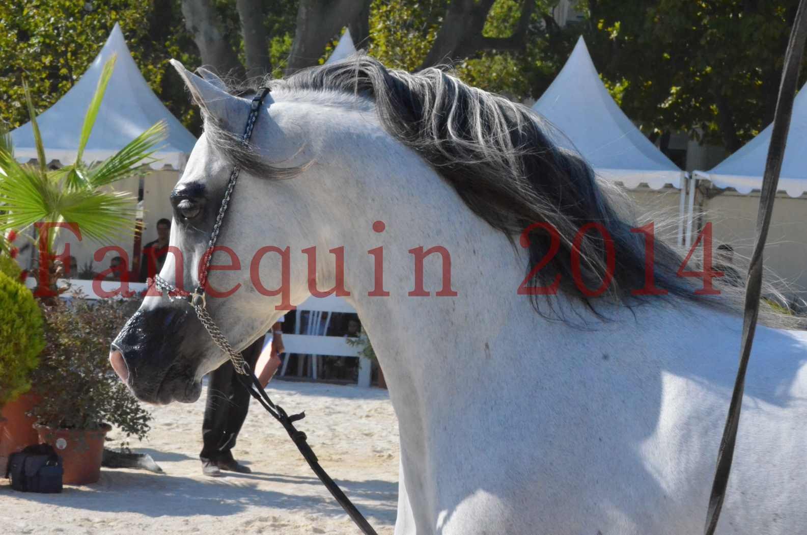 Concours National de Nîmes de chevaux ARABES 2014 - Championnat - SHAOLIN DE NEDJAIA - 24