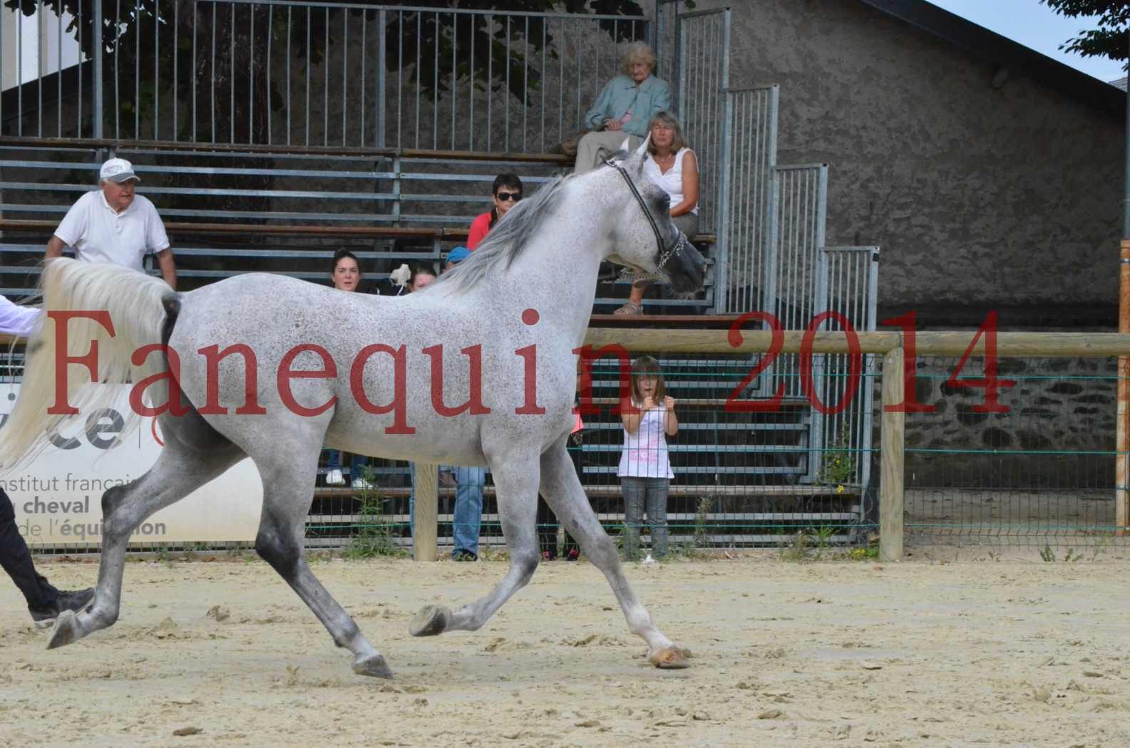 CHAMPIONNAT DE FRANCE  2014 A POMPADOUR - Championnat - SHEYK DE GARGASSAN - 15