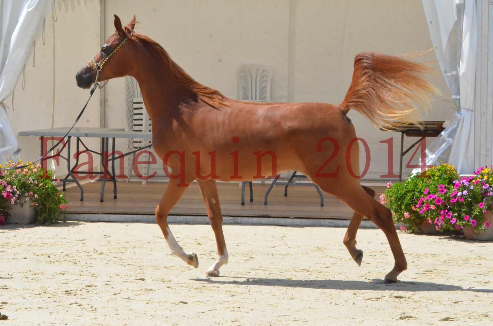 Championnat de FRANCE 2014 - Amateurs - SH CALLAS BINT ARMANI - 09