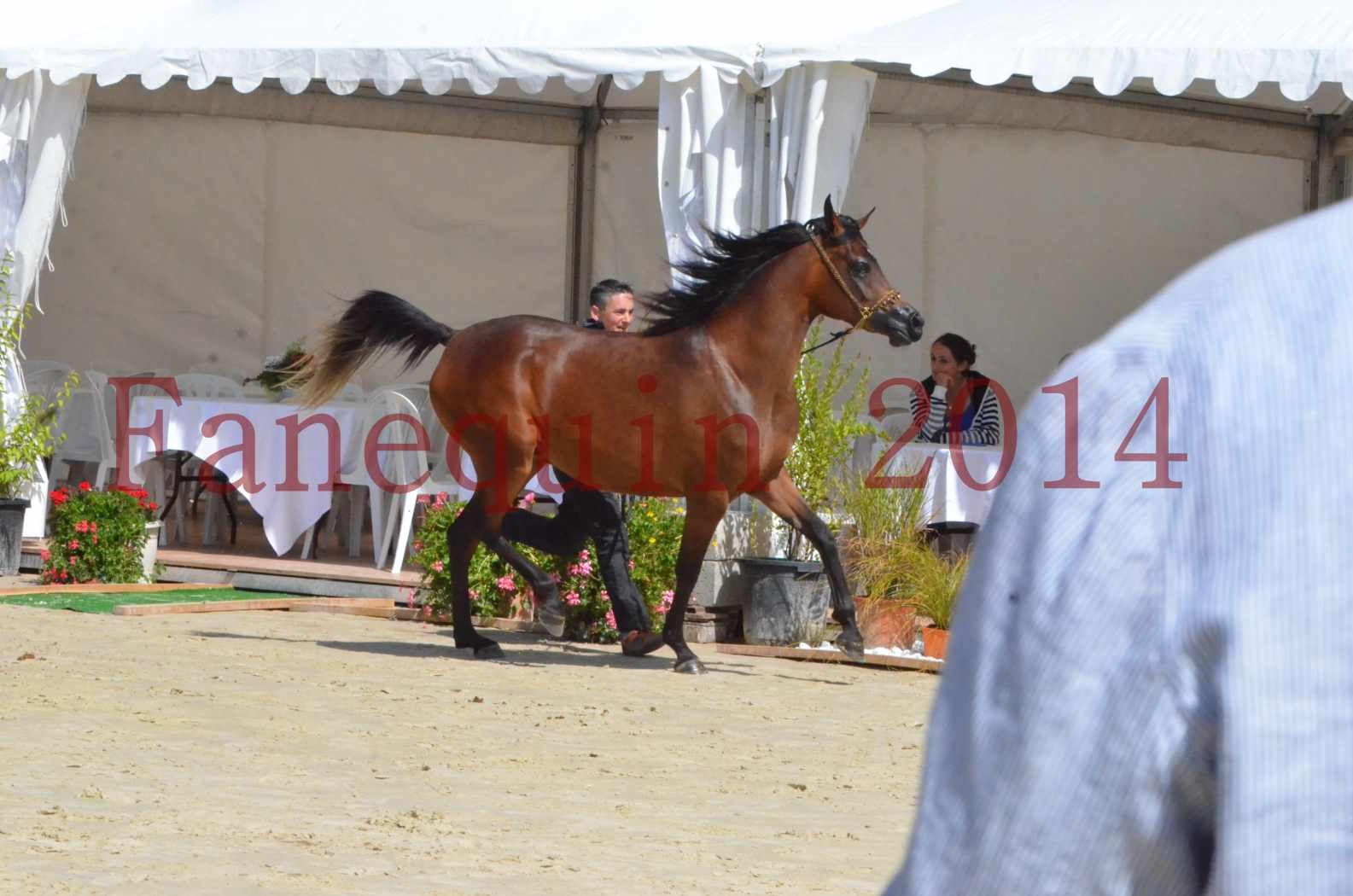 Championnat de FRANCE 2014 - Amateurs - KAL'ELLE D'ELHORIA - 72