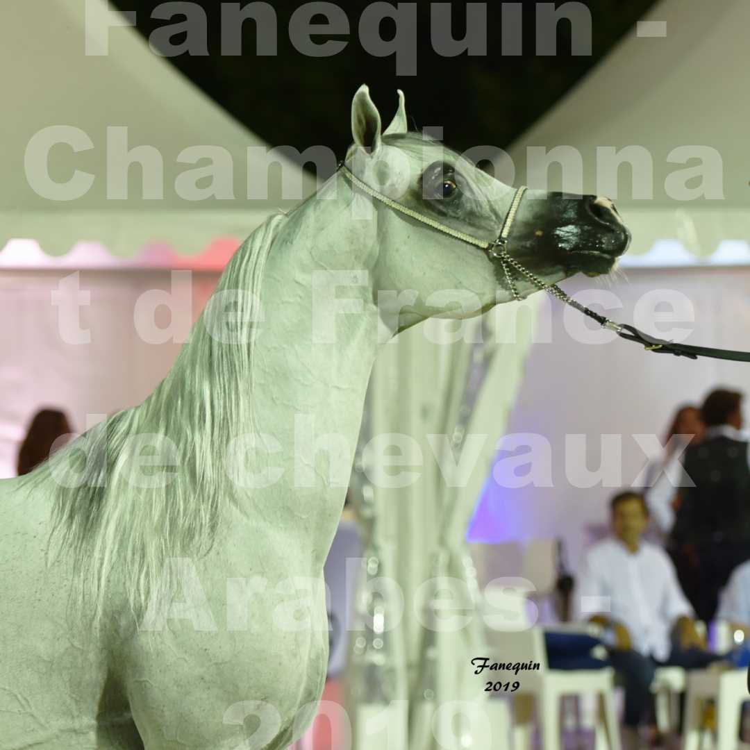 Championnat de France des chevaux Arabes en 2019 à VICHY - SHAMS EL ASHIRAF - Portraits - 3