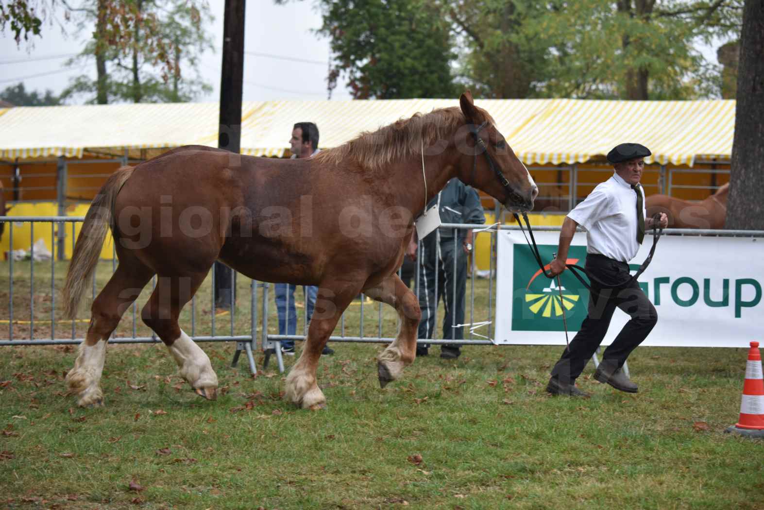 Concours Régional de chevaux de traits en 2017 - Trait BRETON - FIBULE DU VERDUS - 12