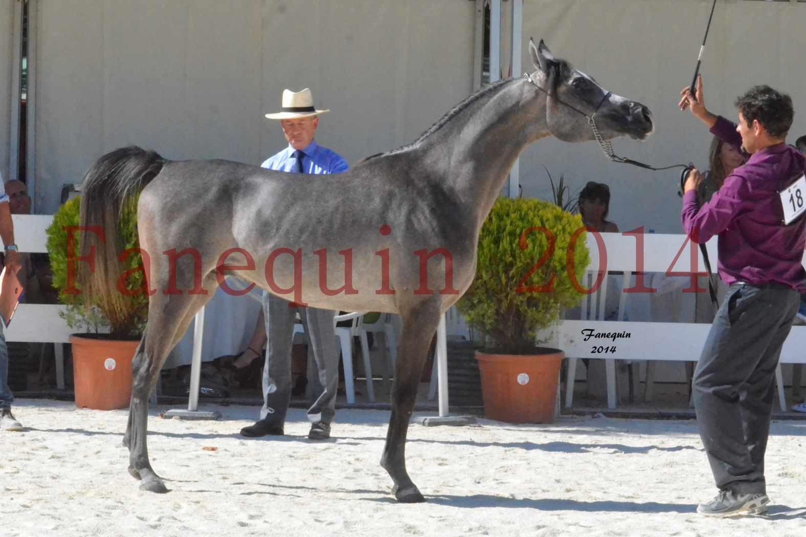 Concours National de Nîmes de chevaux ARABES 2014 - Notre Sélection - JOSEPH'S BOUZIOLS - 20