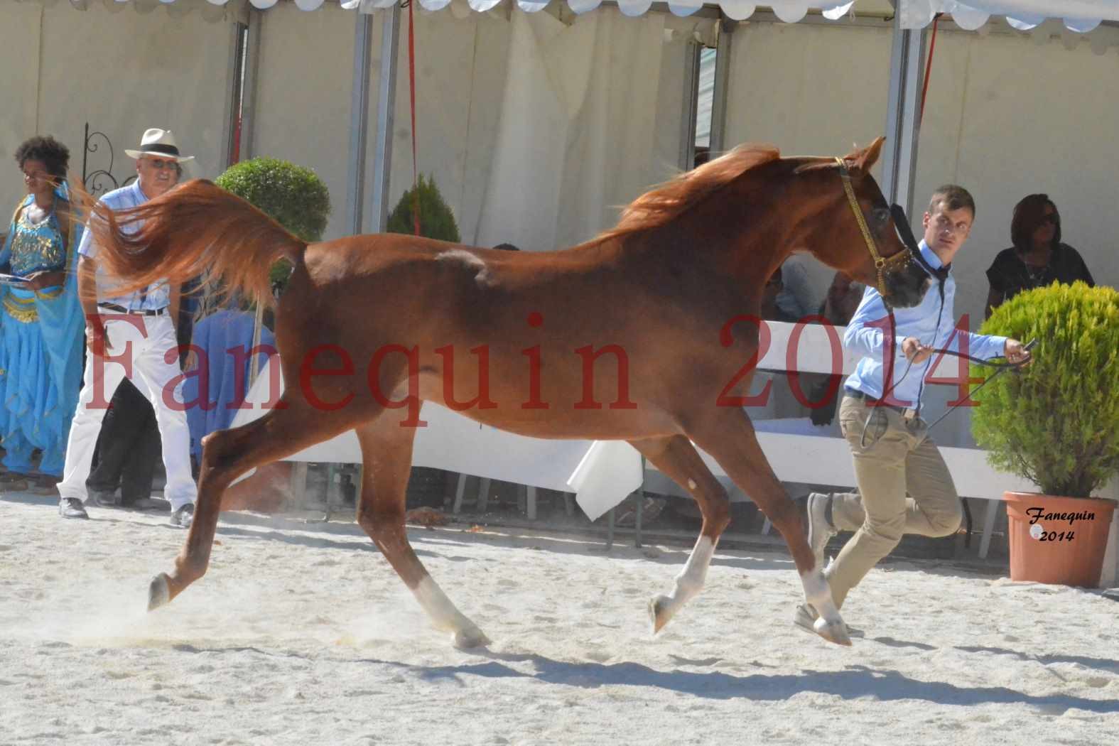 Concours National de Nîmes de chevaux ARABES 2014 - Notre Sélection - DZHARI NUNKI - 11