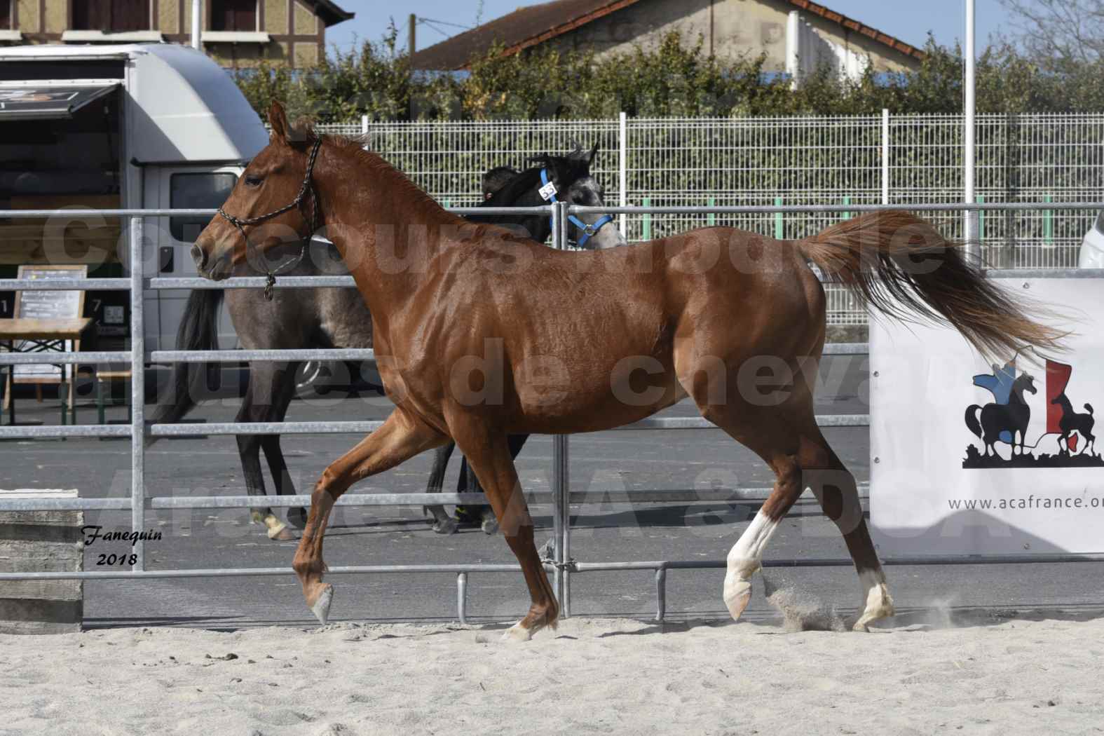 Concours d'élevage de Chevaux Arabes - D. S. A. - A. A. - ALBI les 6 & 7 Avril 2018 - GRIOU DU GRIOU - Notre Sélection - 1