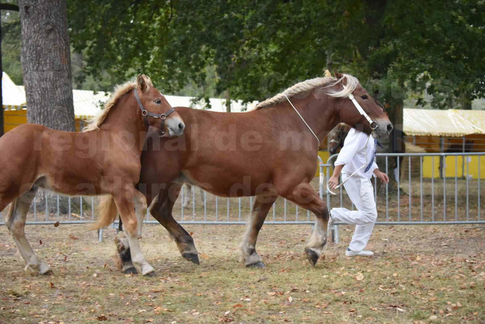 Concours Régional de chevaux de traits en 2017 - Jument & Poulain Trait COMTOIS - CHIPPIE 2 - 19