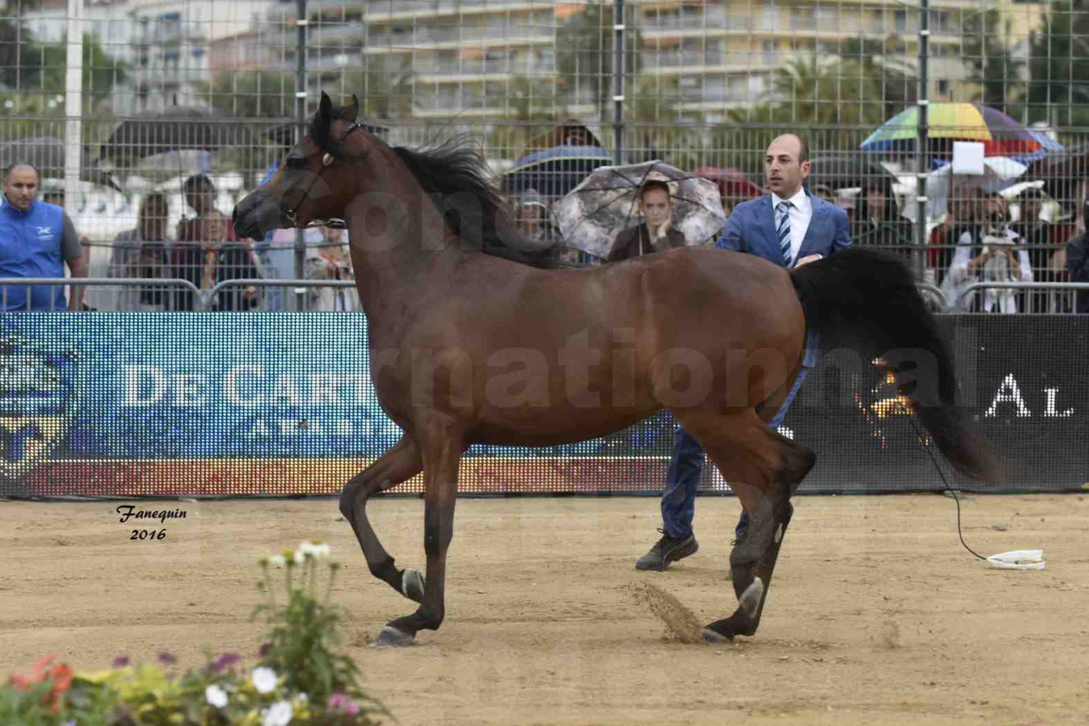 Championnat du pur-sang arabe de la Méditerranée et des pays arabes - MENTON 2016 - SULTANAT AL SHAQAB - Notre Sélection - 6