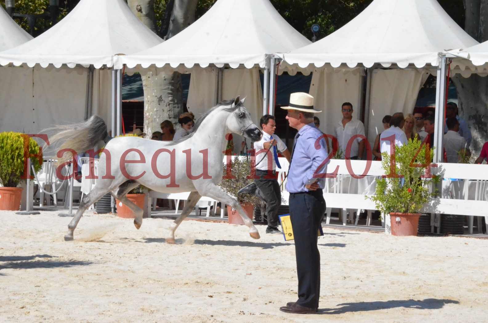 Concours National de Nîmes de chevaux ARABES 2014 - Sélection - SHAOLIN DE NEDJAIA - 02