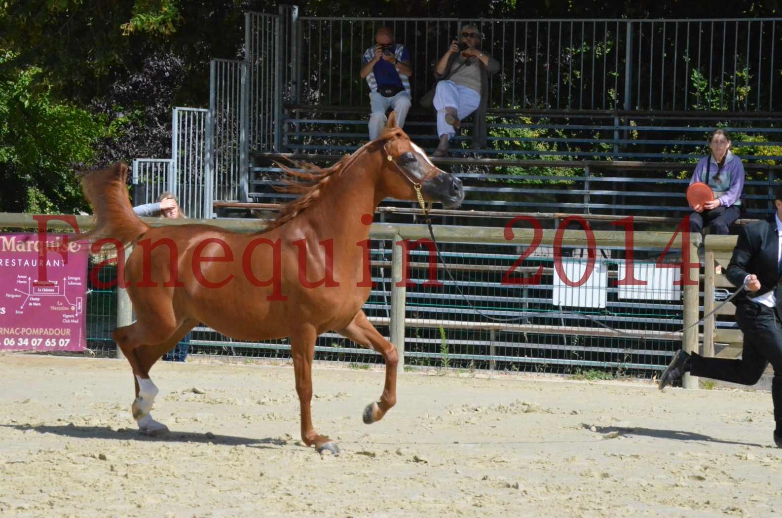 ﻿CHAMPIONNAT DE FRANCE 2014 A POMPADOUR - Sélection - KINSHASA JA - 37