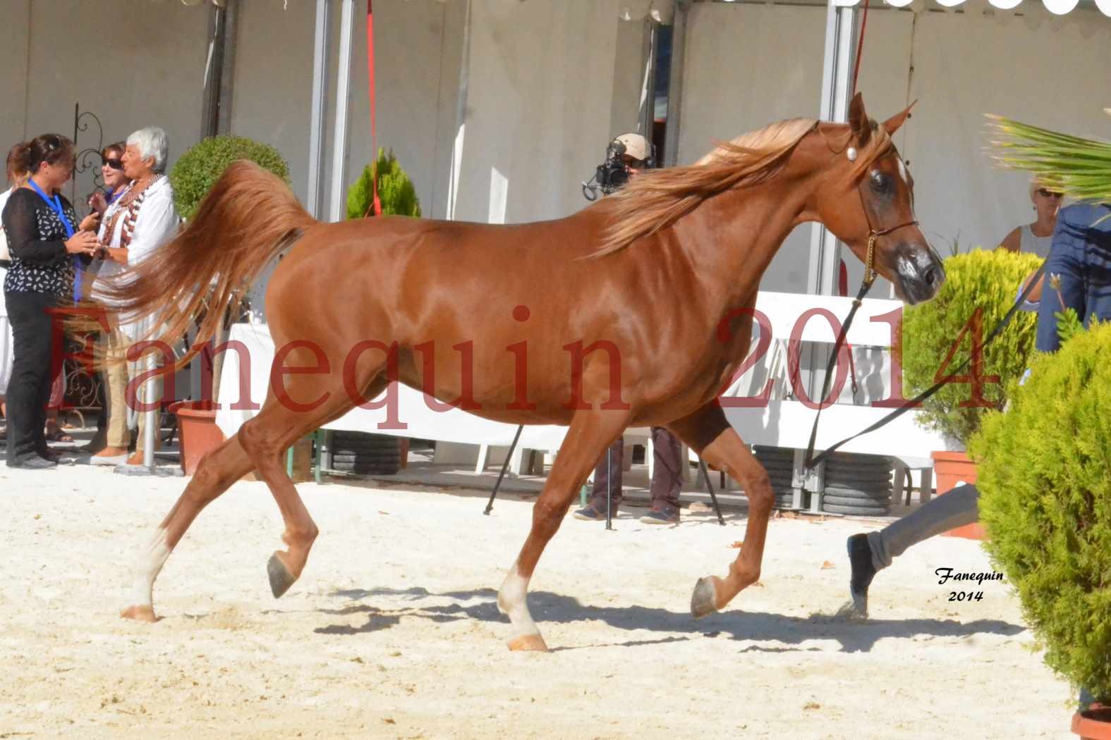 Concours National de Nîmes de chevaux ARABES 2014 - Notre Sélection - MASSAI DE BARREL - 08